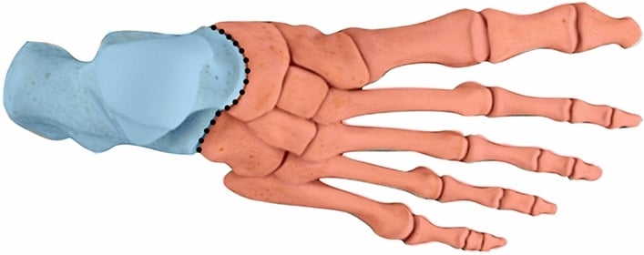 3D anatomical model showing Chopart joint (cyma line) separating hindfoot from midfoot