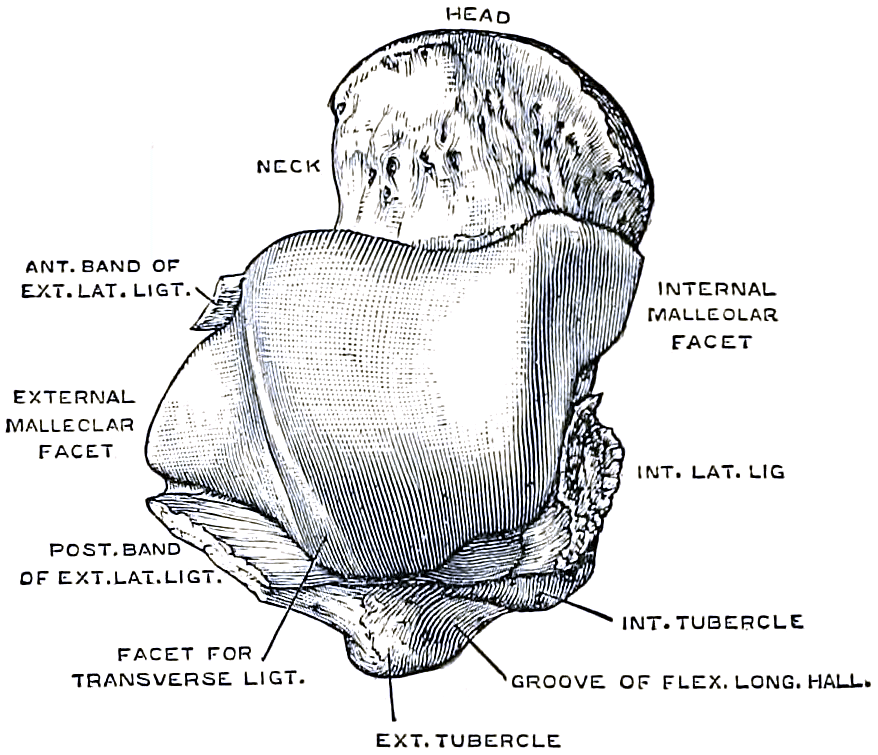 Classic labelled anatomical illustration of the talus viewed from above, showing the attachment facets of the anterior and posterior bands of the external lateral ligament