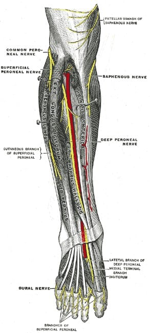 Anatomical plate of the deep nerves of the front of the leg showing the deep and superficial peroneal nerves and their branches.