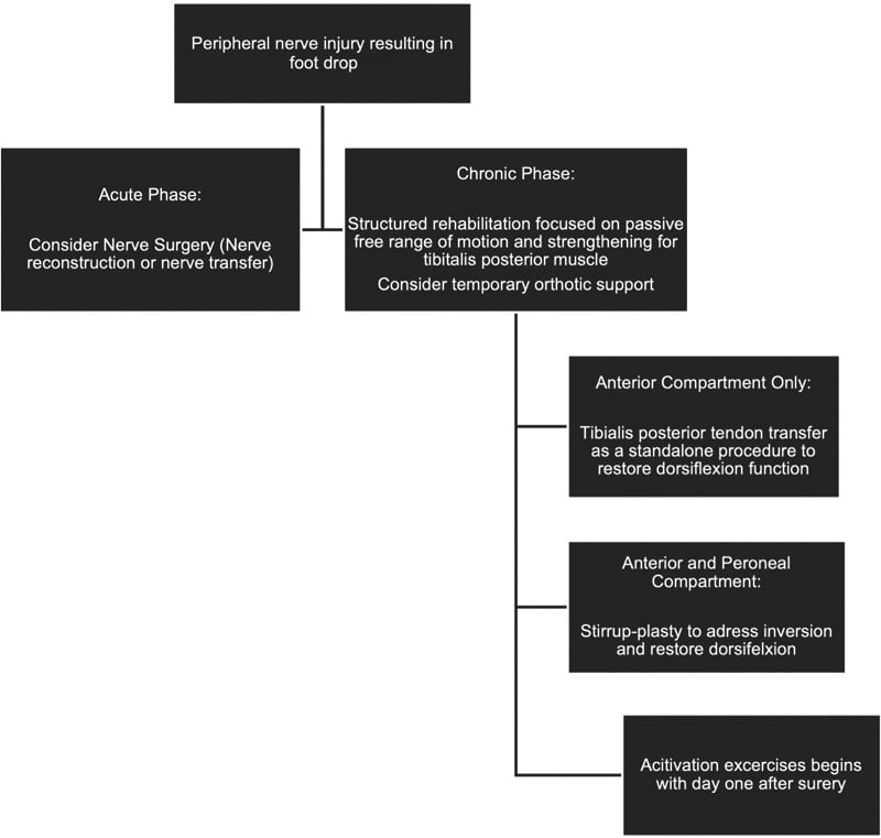 Decision algorithm for peripheral nerve or muscle injury causing foot drop, progressing from conservative care through nerve reconstruction to tendon transfer.