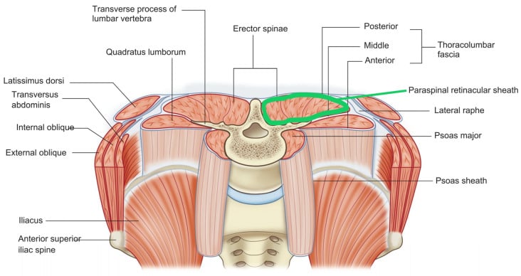 Anatomical cross-section diagram of back and paraspinal muscle compartments