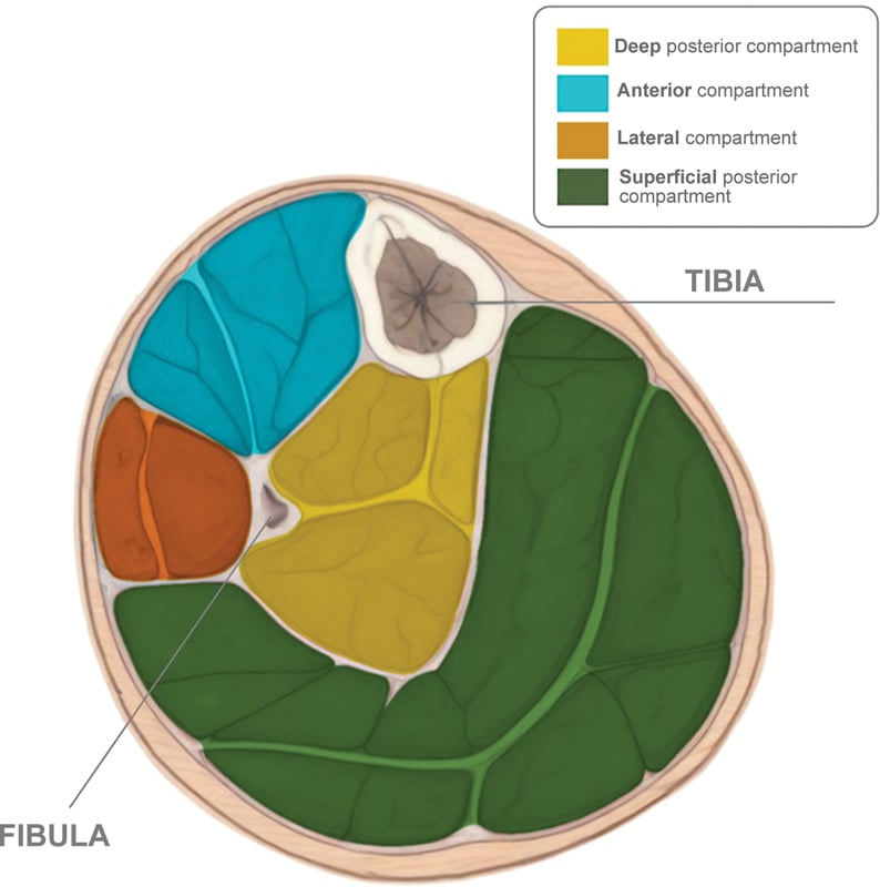 Labelled transverse leg diagram showing the anterior, lateral, superficial posterior and deep posterior compartments.