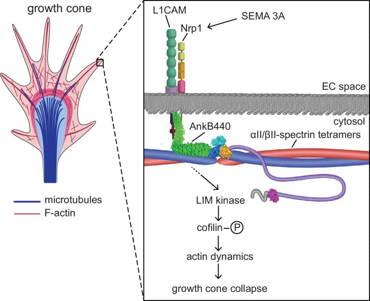 Molecular schematic diagram detailing L1CAM and AnkB440 growth cone signaling in L1 syndrome