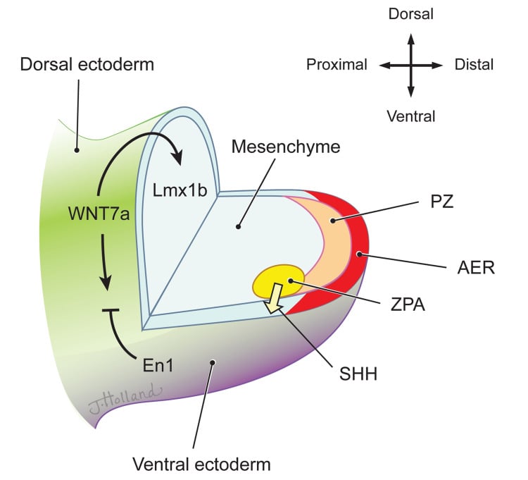Illustration of the developing limb bud showing the apical ectodermal ridge, zone of polarising activity, progress zone and the SHH, WNT7a, Lmx1b and En1 signalling axes