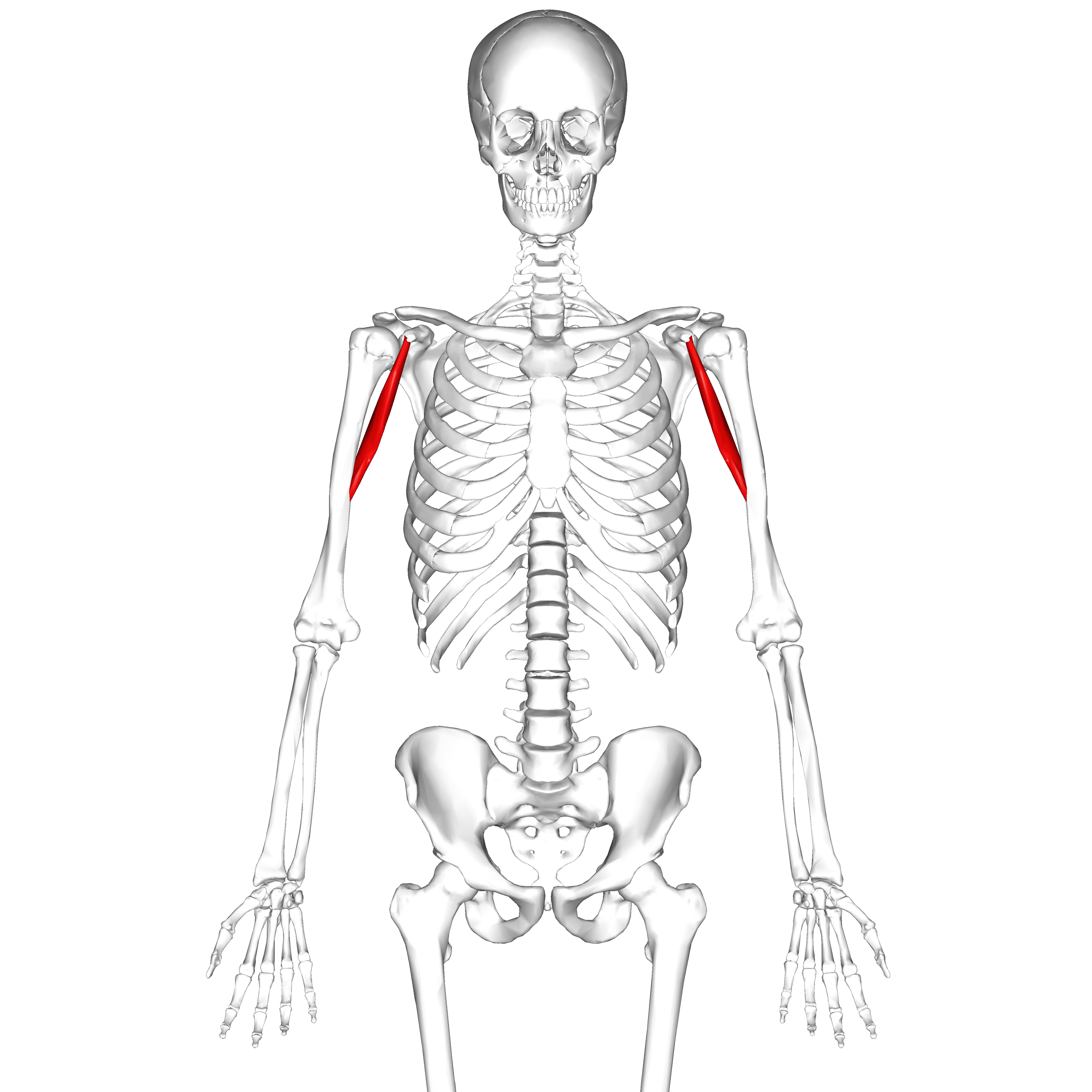 Illustration of the anterior shoulder and arm with the coracobrachialis muscle highlighted.