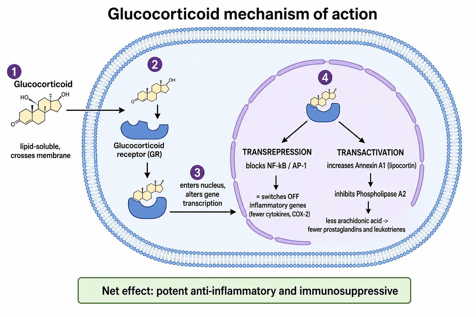 Schematic of the glucocorticoid mechanism of action: steroid crossing the cell membrane, binding the cytoplasmic receptor, entering the nucleus, and acting via transrepression and transactivation.
