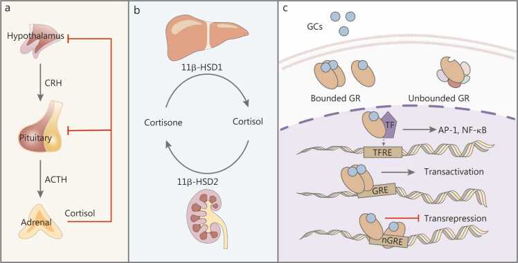 Diagram of HPA axis control of glucocorticoid secretion and 11-beta-HSD cortisone-cortisol interconversion