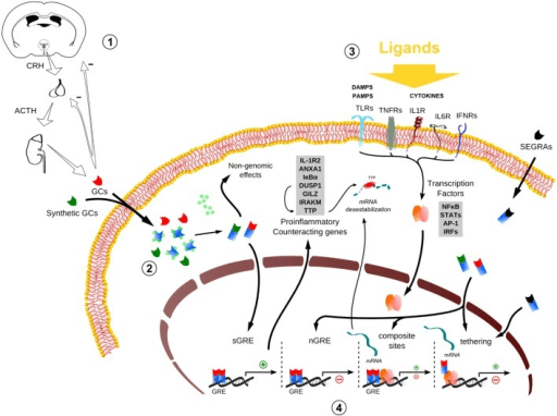 Schematic of glucocorticoid signalling from HPA axis through receptor translocation to gene transcription