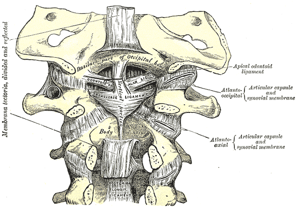 Posterior anatomical view of the craniocervical junction ligaments including the transverse, alar and apical ligaments