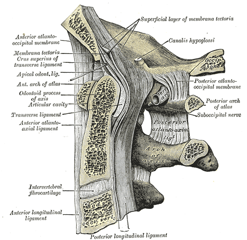 Median sagittal anatomical illustration of the occiput, atlas, axis and craniocervical ligaments