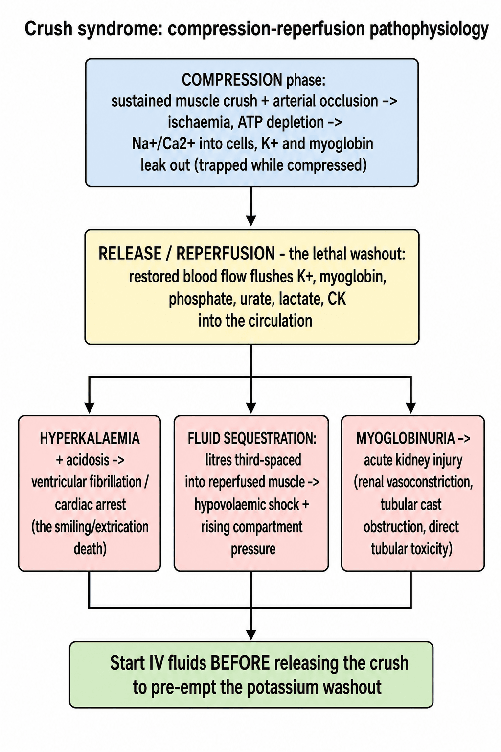 Flow diagram of crush syndrome compression-reperfusion pathophysiology leading to hyperkalaemia, shock and acute kidney injury