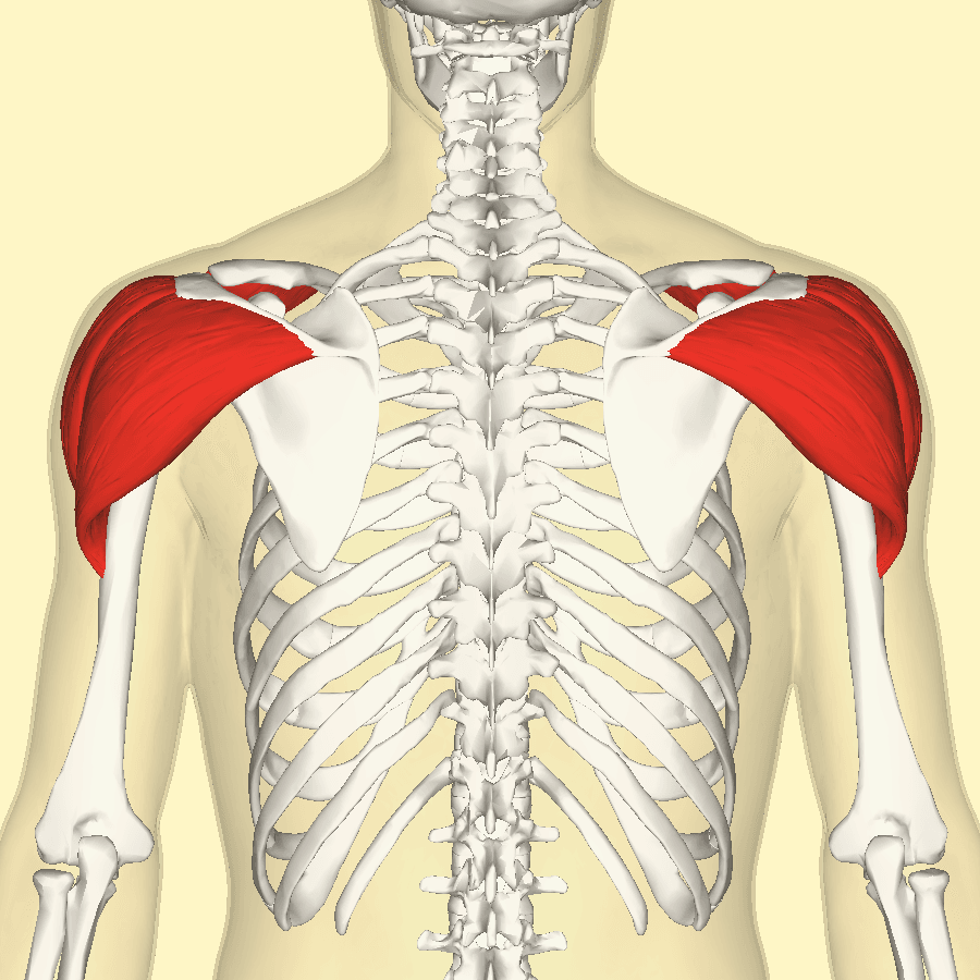 Anatomical diagram of the shoulder with the deltoid muscle highlighted in red over the upper arm.