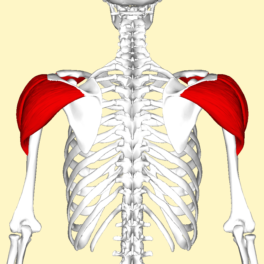 Anatomical diagram of the shoulder girdle from another view with the deltoid muscle shaded red.
