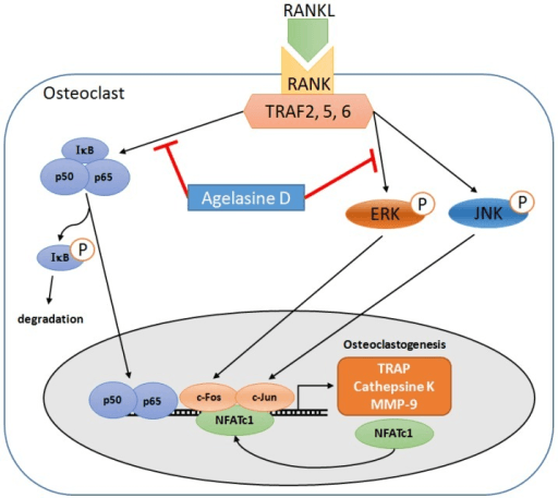 Schematic of RANKL-RANK signalling through NF-kB and MAPK to NFATc1 in osteoclastogenesis