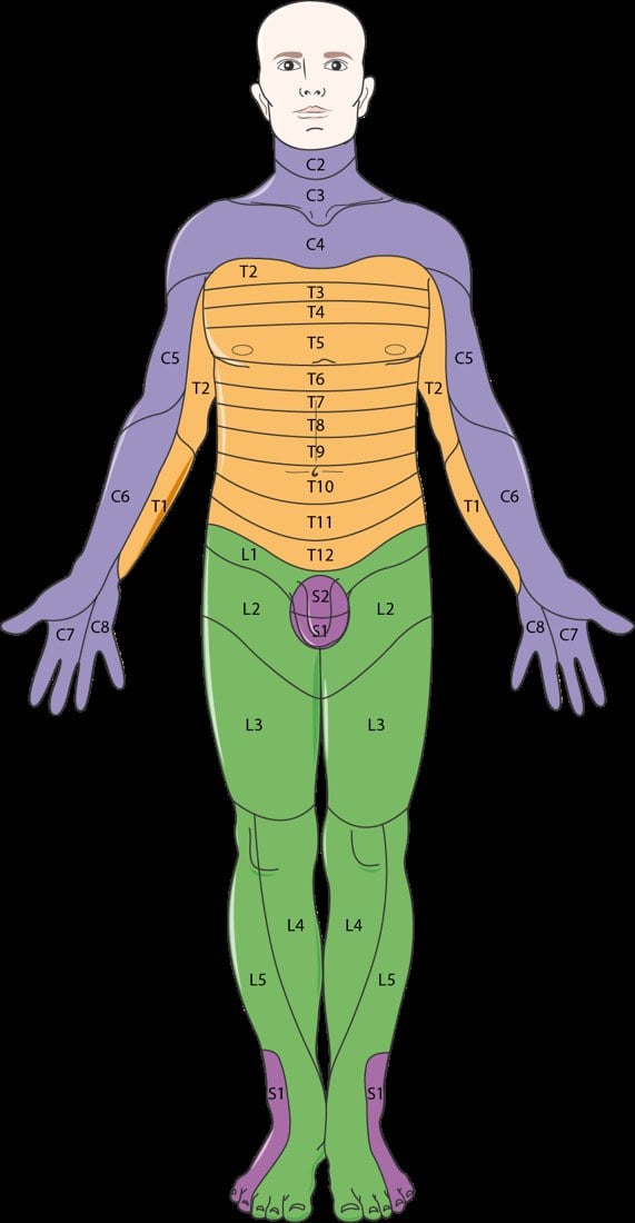 Anterior whole-body dermatome map labelling the segmental fields from C2 to S2.