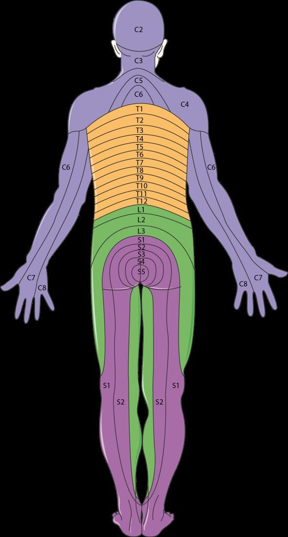 Posterior whole-body dermatome map labelling the segmental fields from C2 to S5.
