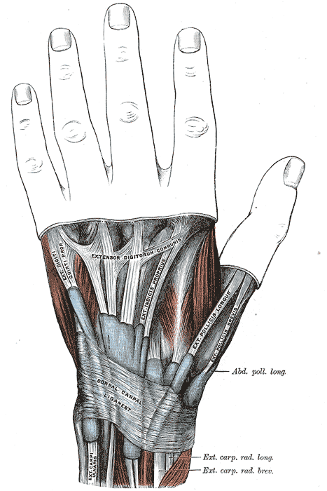 Classic anatomical illustration of the dorsum of the wrist and hand showing the extensor tendons passing beneath the dorsal carpal (extensor) ligament