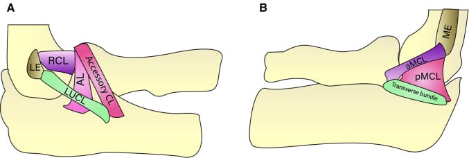 Illustration of lateral and medial collateral ligament complexes of the elbow