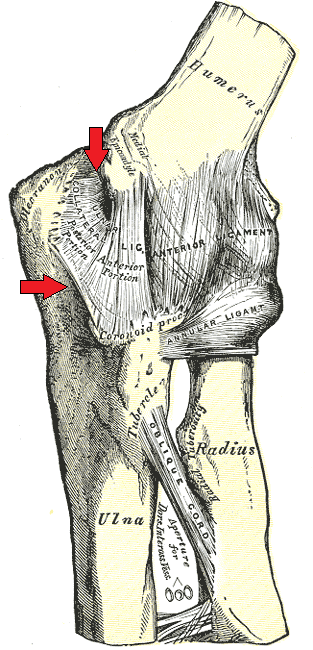 Anatomical illustration of the medial elbow with arrows pointing at the ulnar collateral ligament between the humerus and ulna