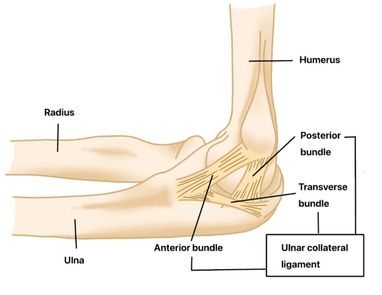Illustration of the ulnar collateral ligament complex showing the anterior, posterior and transverse bundles between humerus and ulna
