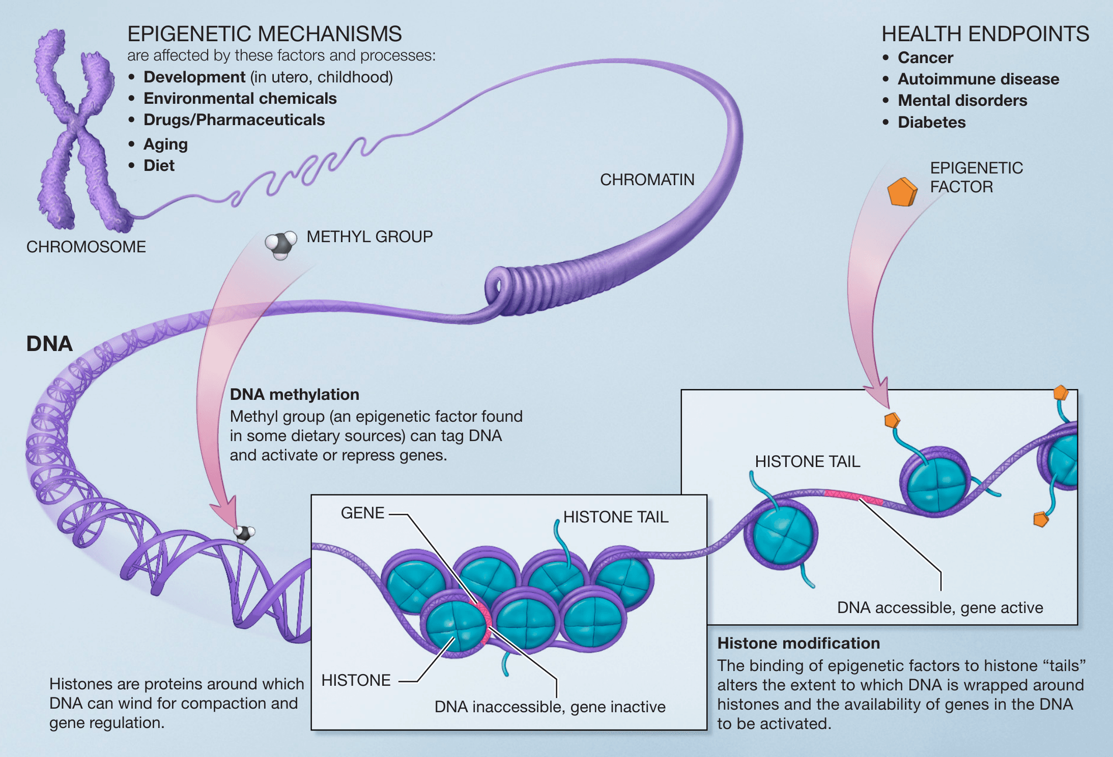 Diagram of DNA methylation and histone modification as epigenetic mechanisms regulating gene expression