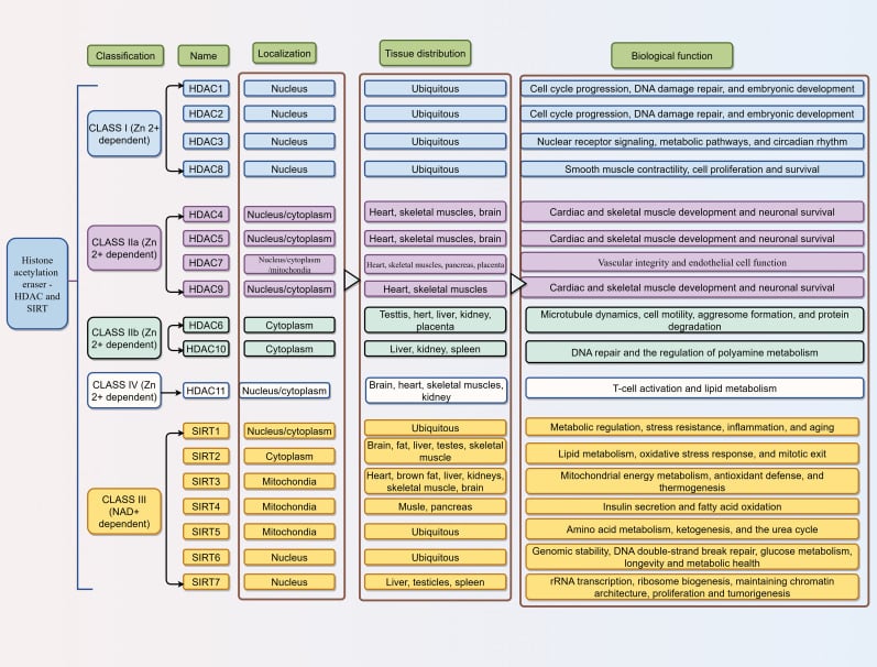 Classification table of Histone Deacetylase (HDAC) and Sirtuin (SIRT) family proteins