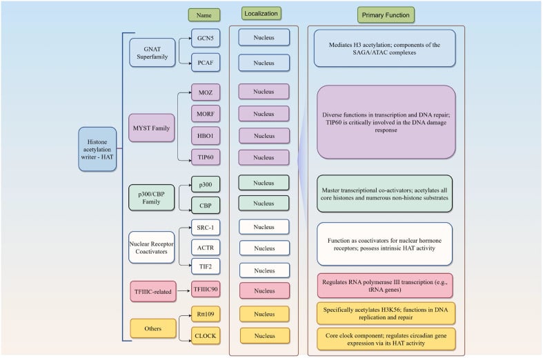 Classification chart of Histone Acetyltransferase (HAT) protein families