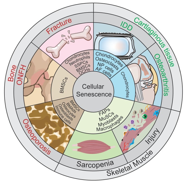 Cellular senescence wheel diagram across musculoskeletal diseases