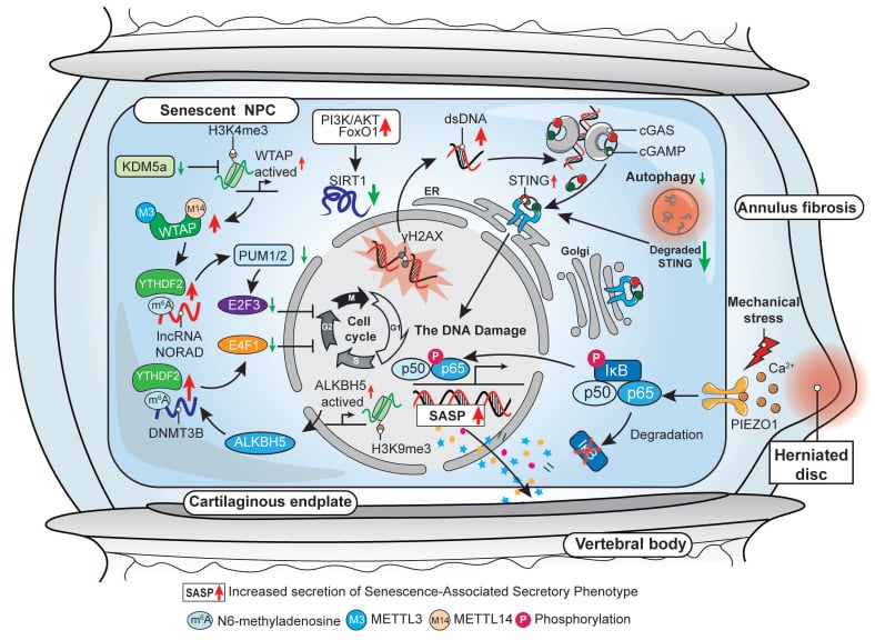 Molecular regulatory diagram of histone demethylation and m6A RNA methylation in cell senescence