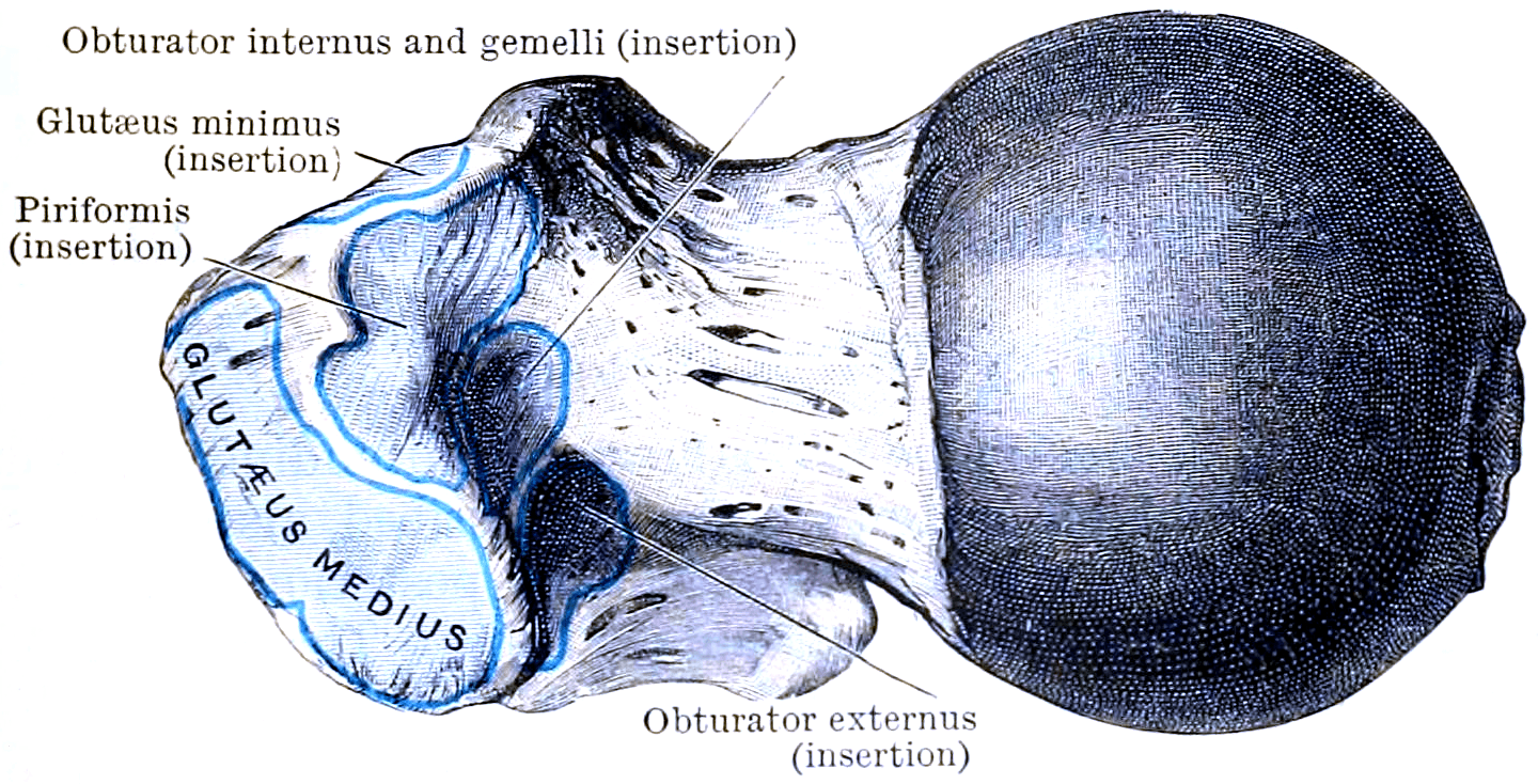 Anatomical plate of the proximal femur from behind showing gluteus medius, gluteus minimus, piriformis and obturator muscle attachments to the greater trochanter.