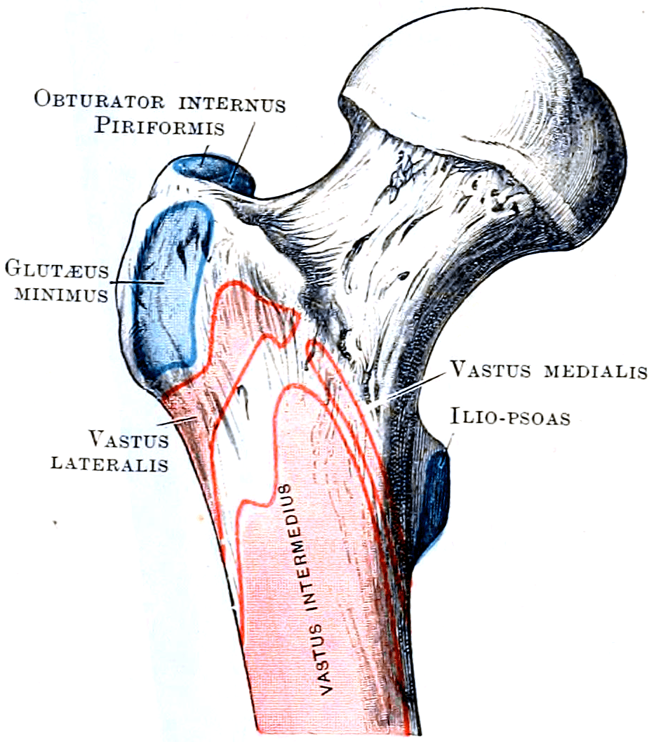 Anatomical plate of the anterior proximal femur with vastus lateralis, vastus medialis, iliopsoas and gluteus minimus attachments coloured.