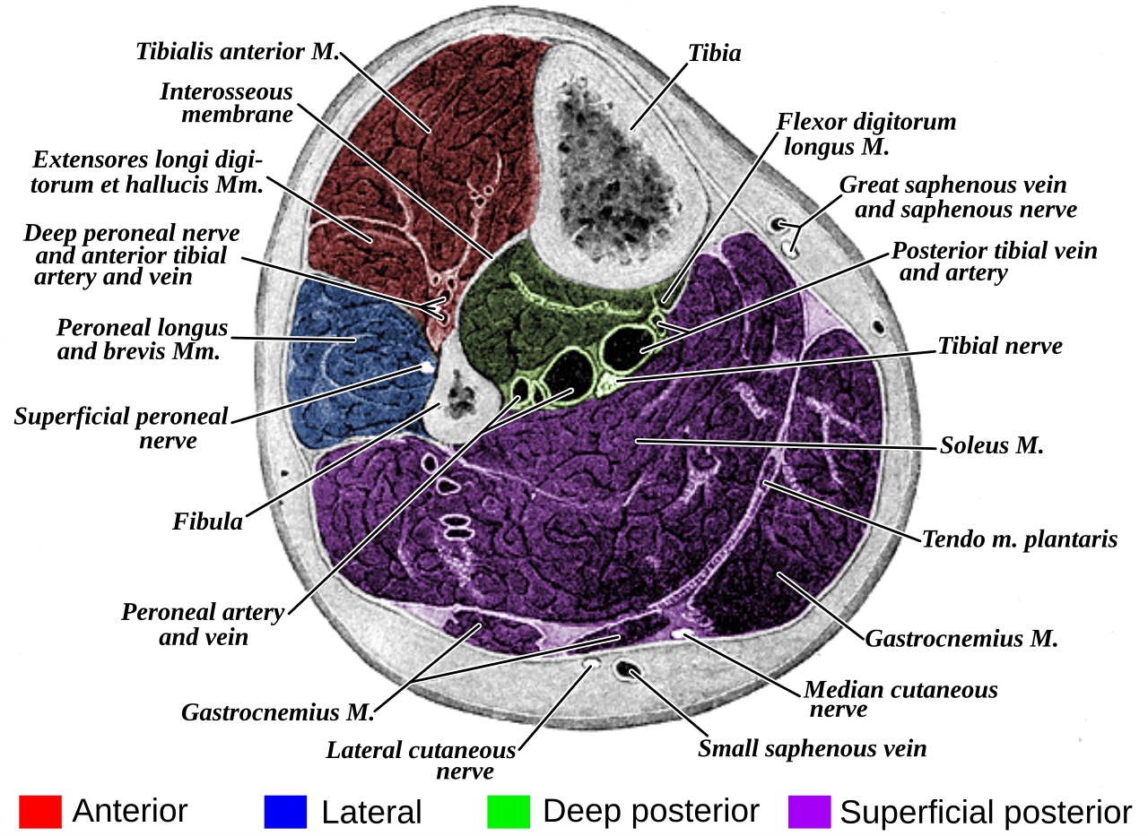 Cross-sectional anatomy of the leg showing the four fascial compartments