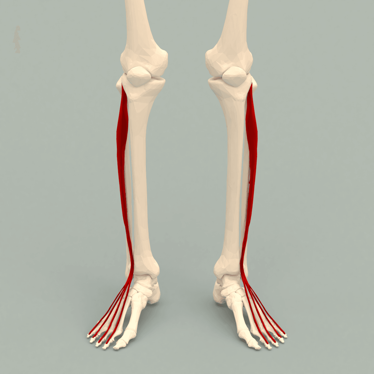 Three-dimensional anatomical model showing the extensor digitorum longus muscle from anterior view