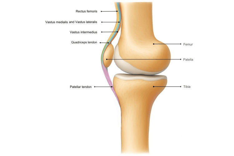 Lateral anatomical diagram of the knee extensor mechanism, with the rectus femoris, vastus medialis and lateralis and vastus intermedius layers converging into the quadriceps tendon, the patella and the patellar tendon