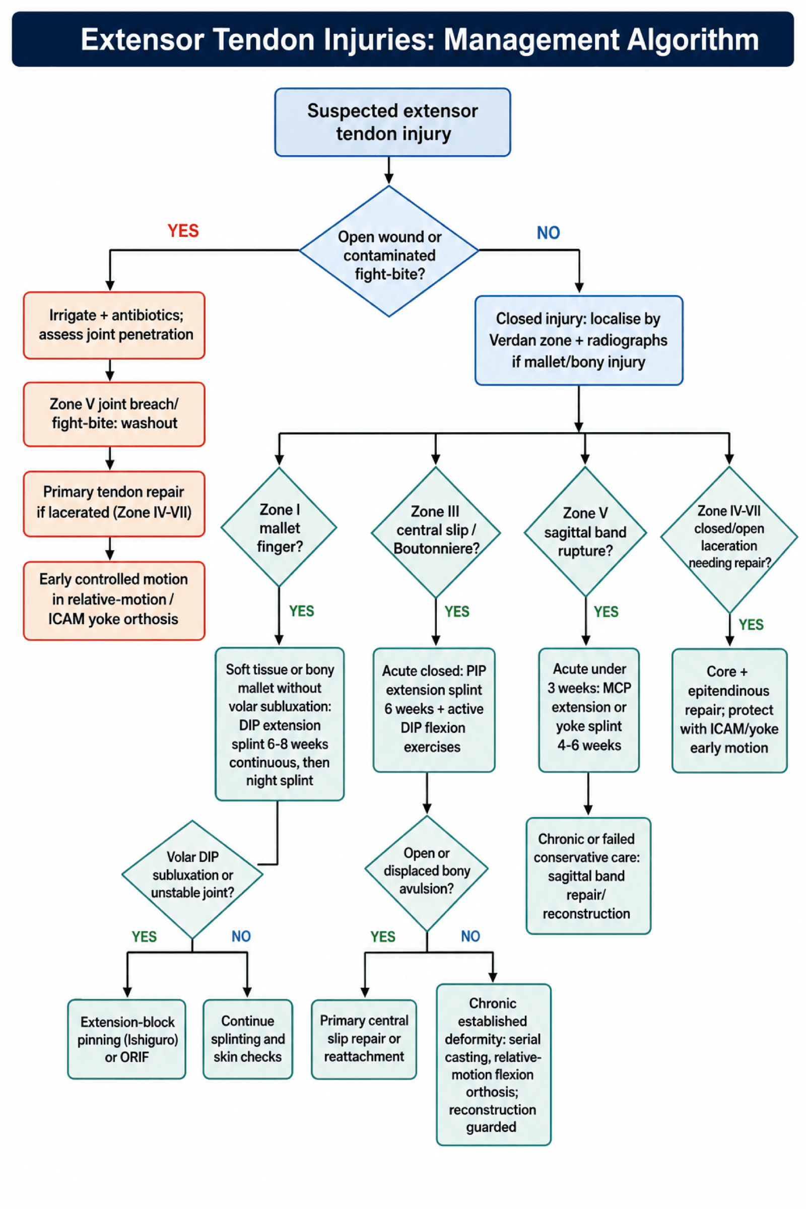 Extensor tendon injury management algorithm