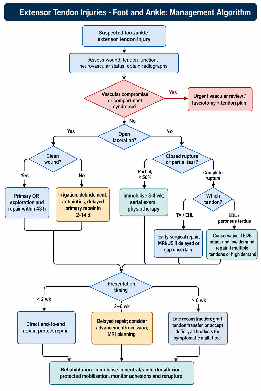 Management algorithm for foot/ankle extensor tendon injuries from initial assessment through repair timing to rehabilitation.