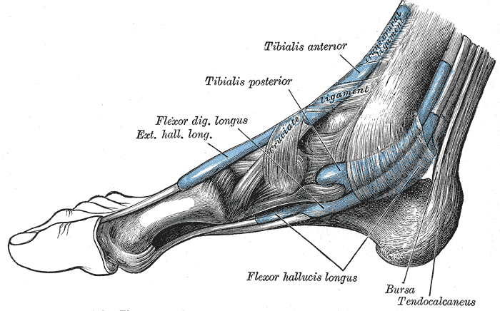 Gray's Anatomy medial view of the foot and ankle showing tibialis anterior, extensor hallucis longus, tibialis posterior, flexor digitorum longus, flexor hallucis longus and the tendo calcaneus.