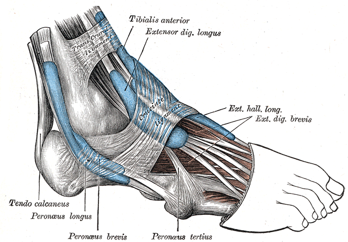 Gray's Anatomy lateral view of the ankle showing the synovial sheaths of the tendons beneath the extensor retinaculum.