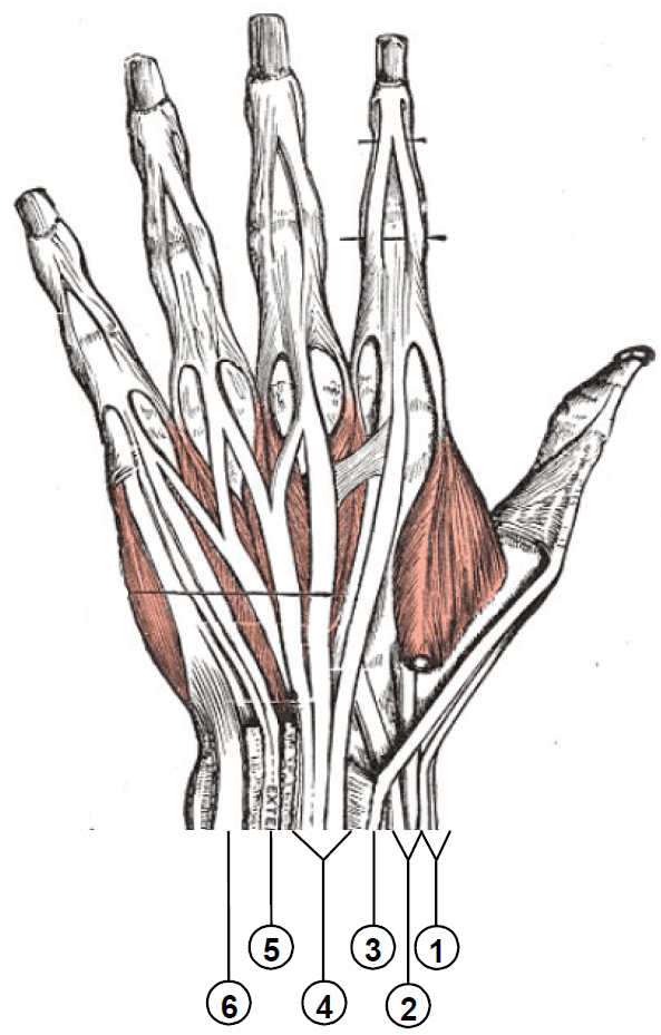 Diagram showing the six extensor compartments at the wrist with numbered labels