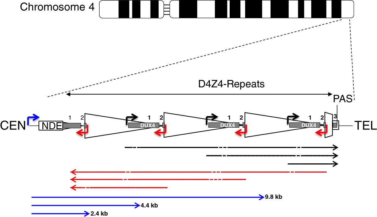 Diagram of the D4Z4 repeat locus on chromosome 4q35 showing the DUX4 open reading frame within each repeat and the polyadenylation signal