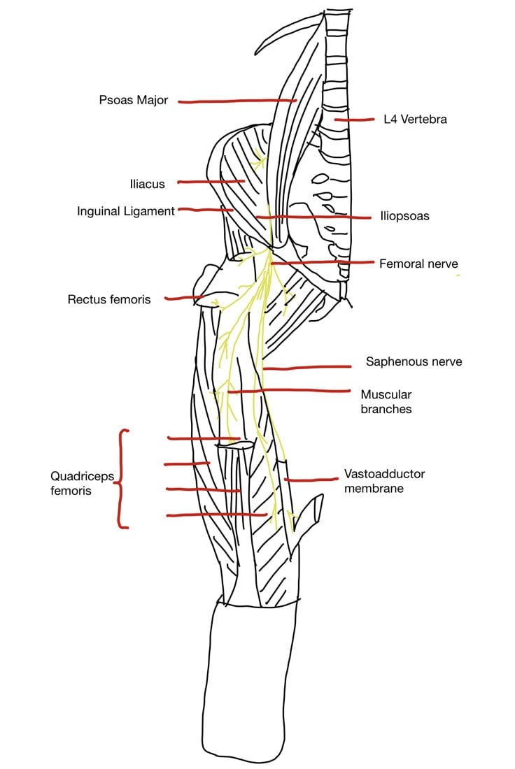 Diagram of the femoral nerve descending from the lumbar spine through iliopsoas to supply the quadriceps, with the saphenous nerve continuing distally.