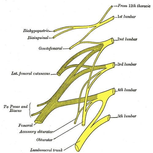 Classic plan of the lumbar plexus showing the femoral nerve arising from the L2-L4 roots alongside the obturator and lateral femoral cutaneous nerves.