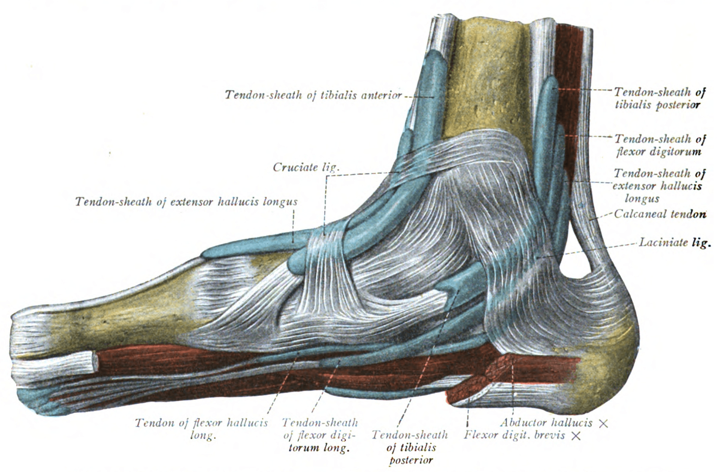 Classic anatomical illustration of the medial foot and ankle showing the synovial tendon sheaths, including the flexor hallucis longus tendon passing under the flexor retinaculum.