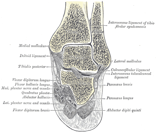 Gray's Anatomy coronal section through the ankle and hindfoot showing the tarsal tunnel contents including the flexor hallucis longus and the tibial neurovascular bundle.