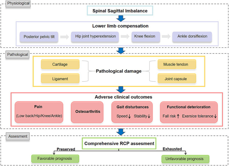 Flow diagram from spinal sagittal imbalance through lower-limb compensation and pathological damage to adverse clinical outcomes, ending in an assessment of residual compensation potential