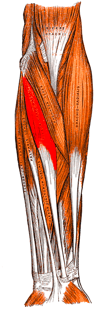 Gray's anatomy plate of the anterior forearm musculature with flexor carpi radialis highlighted.