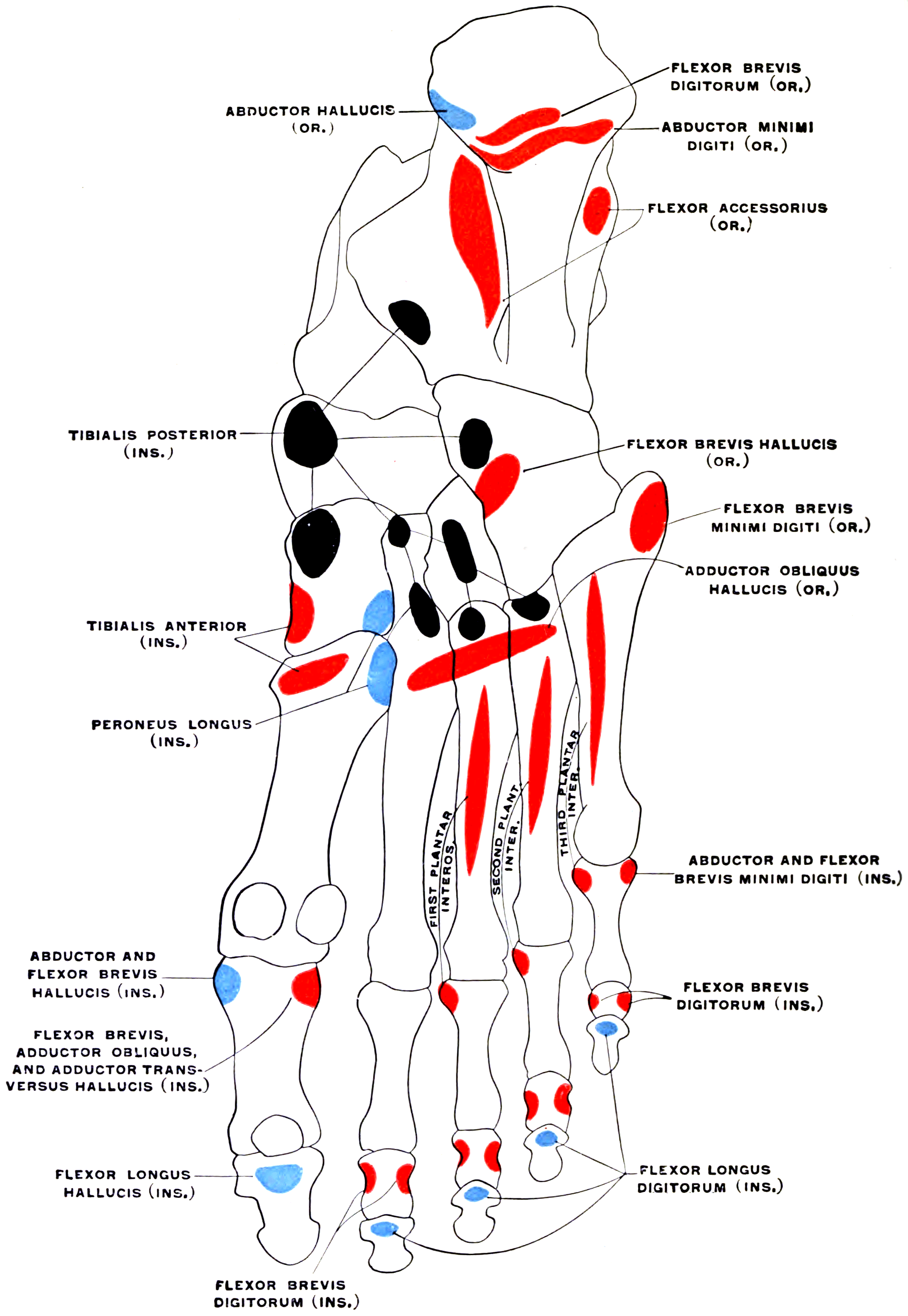Diagram of the plantar surface of the foot bones with colour-coded muscular origin and insertion areas.