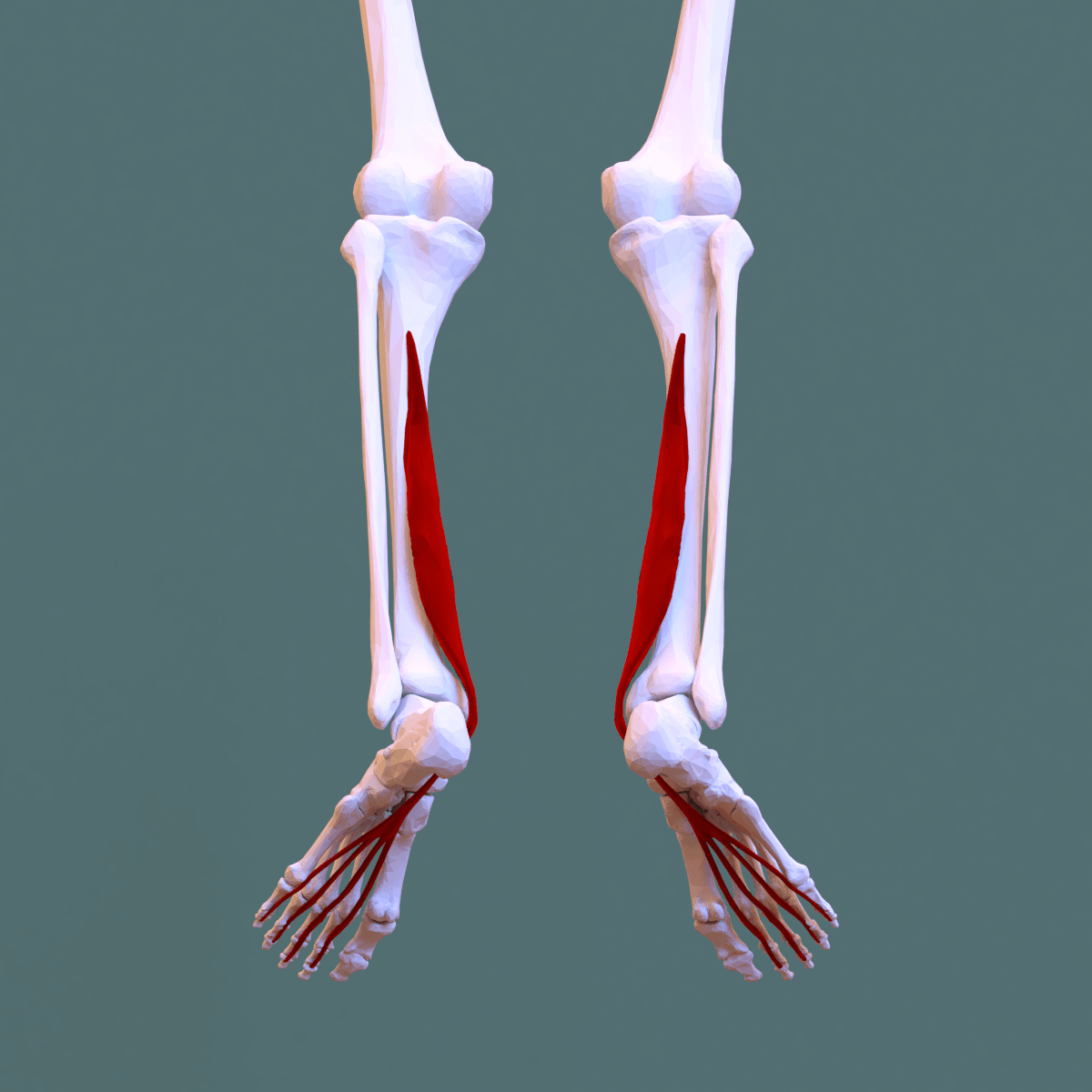 Anatomical illustration of the deep posterior compartment of the leg with flexor digitorum longus highlighted.