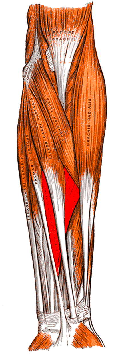 Anterior view of the right forearm with flexor digitorum superficialis highlighted in the intermediate muscle layer.