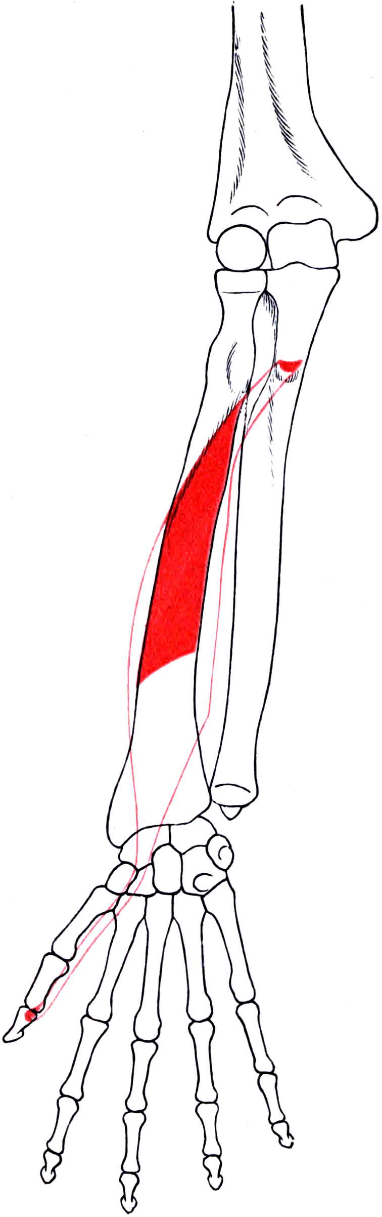 Diagram of the right forearm bones with the outline of flexor pollicis longus and its attachment areas shaded.